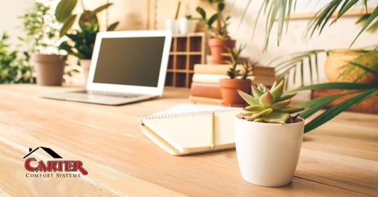 A room filled with indoor plants.