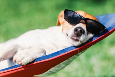 A dog with white fur on its stomach and brown/reddish fur on its head is in a hammock and wearing sunglasses