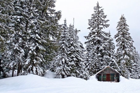 A tiny cabin in the snow surrounded by trees